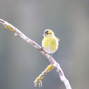 Eurasian Siskin