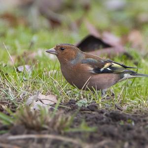 Eurasian Chaffinch