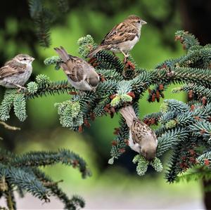 House Sparrow