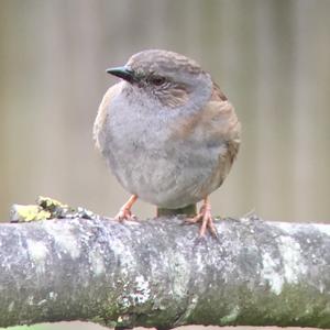 Hedge Accentor