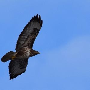 Mäusebussard