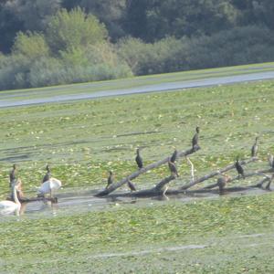 Höckerschwan