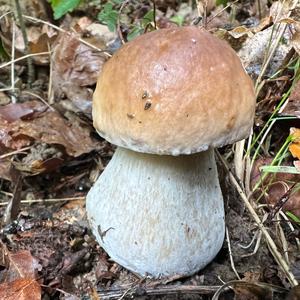 King Bolete