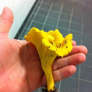 Chanterelle, Common