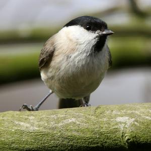 Willow Tit