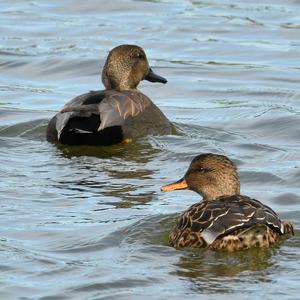 Gadwall