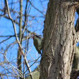 Eurasian Green Woodpecker