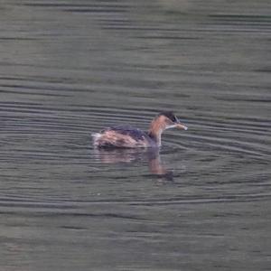 Little Grebe