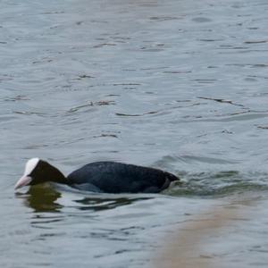 Common Coot