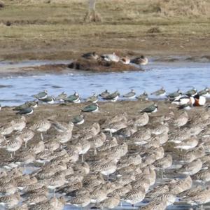 Eurasian Curlew