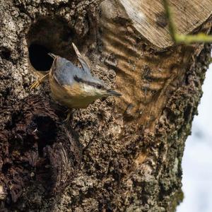 Wood Nuthatch