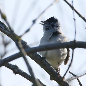 Blackcap