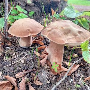 Summer Bolete