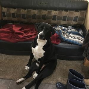 Unknown Breed