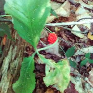 Unknown Species