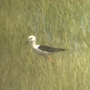 Black-winged Stilt