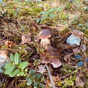 King Bolete