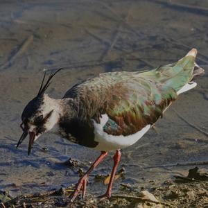 Northern Lapwing