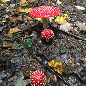 Fly Agaric