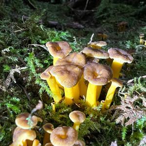 Trumpet Chanterelle