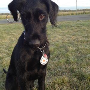 Giant Schnauzer