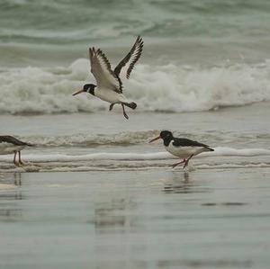 Eurasian Oystercatcher