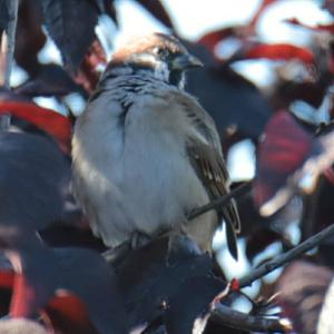 Eurasian Tree Sparrow