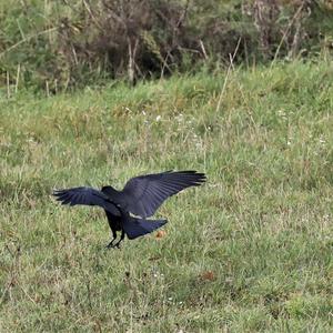 Carrion Crow