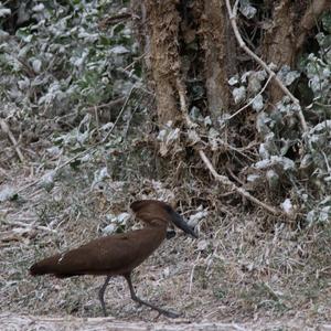 Hamerkop