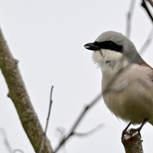 Red-backed Shrike