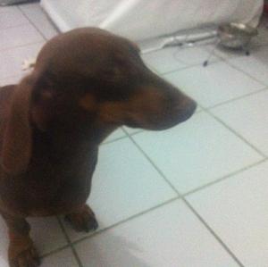 Unknown Breed