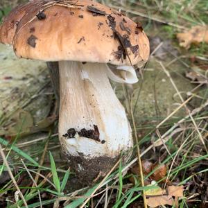 Summer Bolete