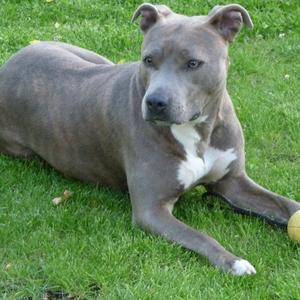 American Staffordshire Terrier