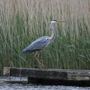 Grey Heron