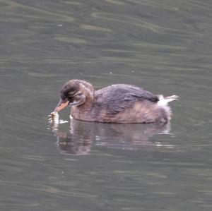 Little Grebe