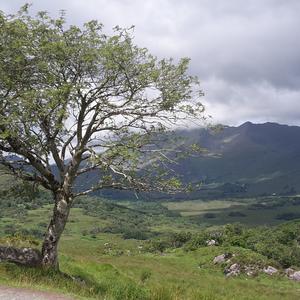 Mountain Ash (European)