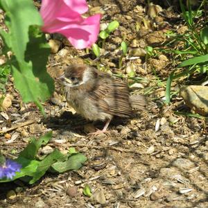 Eurasian Tree Sparrow