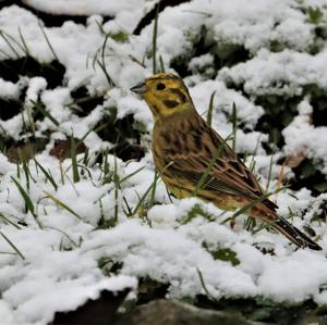 Yellowhammer