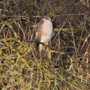 Eurasian Sparrowhawk