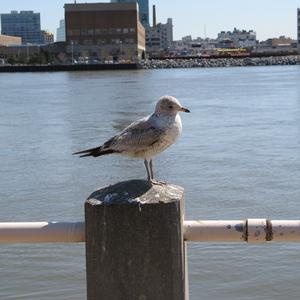 Great Black-backed Gull