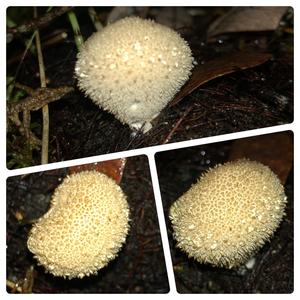 Gem-studded Puffball