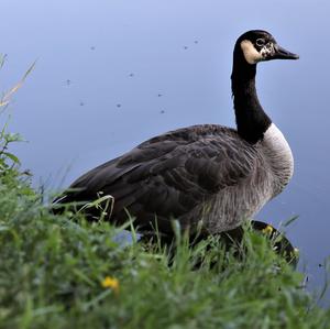 Canada Goose