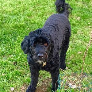 Portuguese Water Dog