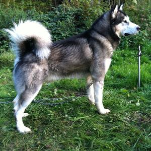 Alaskan Malamute