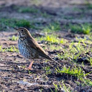 Song Thrush