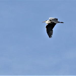 Grey Heron