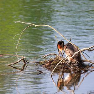 Great Crested Grebe