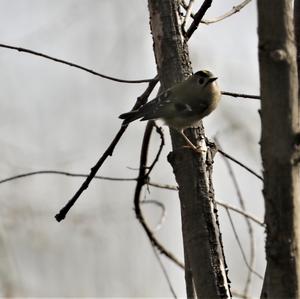 Goldcrest