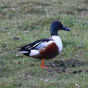 Northern Shoveler