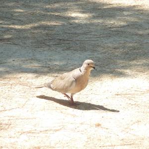 Eurasian Collared-dove